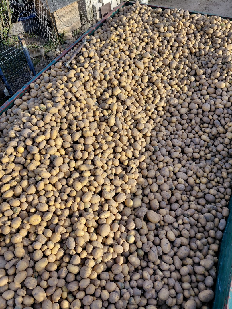 I have potatoes of the Retsonia and Soraja varieties for sale