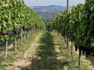 I'm selling Aglianico di Montemarano grapes, sourced from family-run