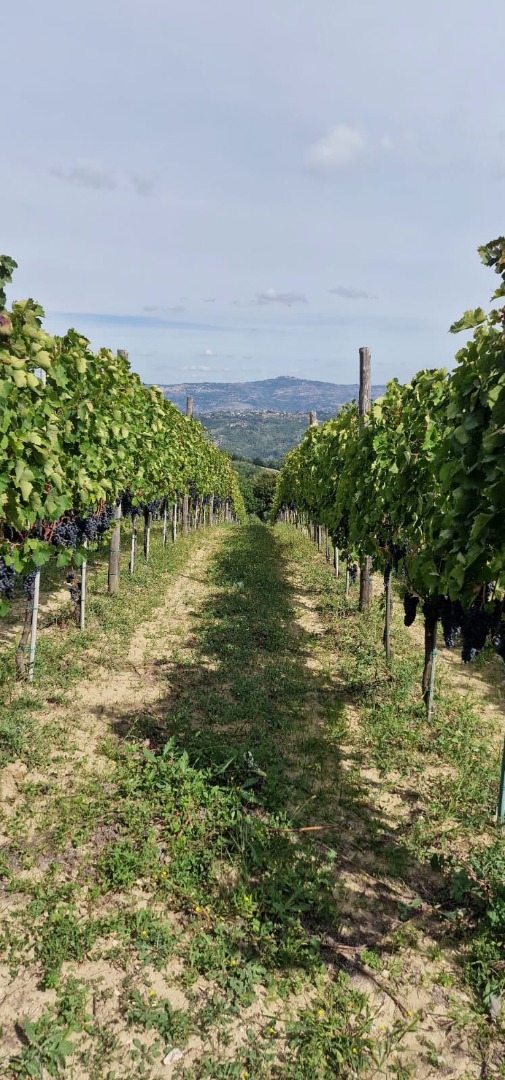 I'm selling Aglianico di Montemarano grapes, sourced from family-run espalier vineyards on the Irpinia hills