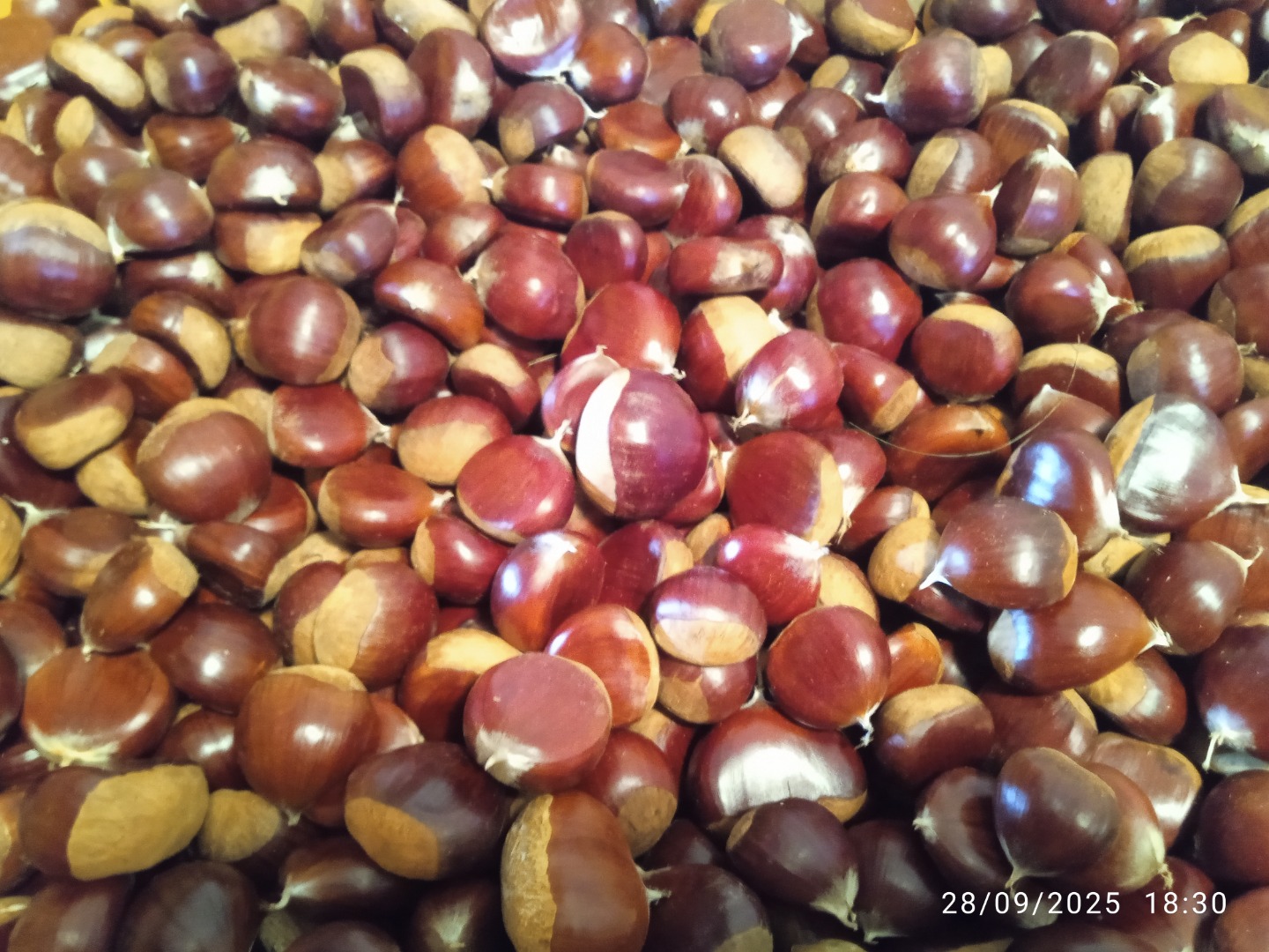 Natural chestnuts grown and harvested in the Navarrese Pyrenees