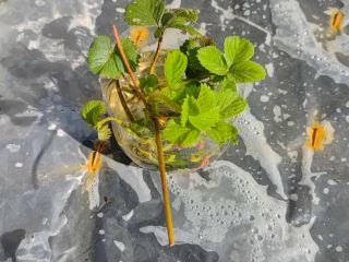 Hello, I have strawberry seedlings for sale.