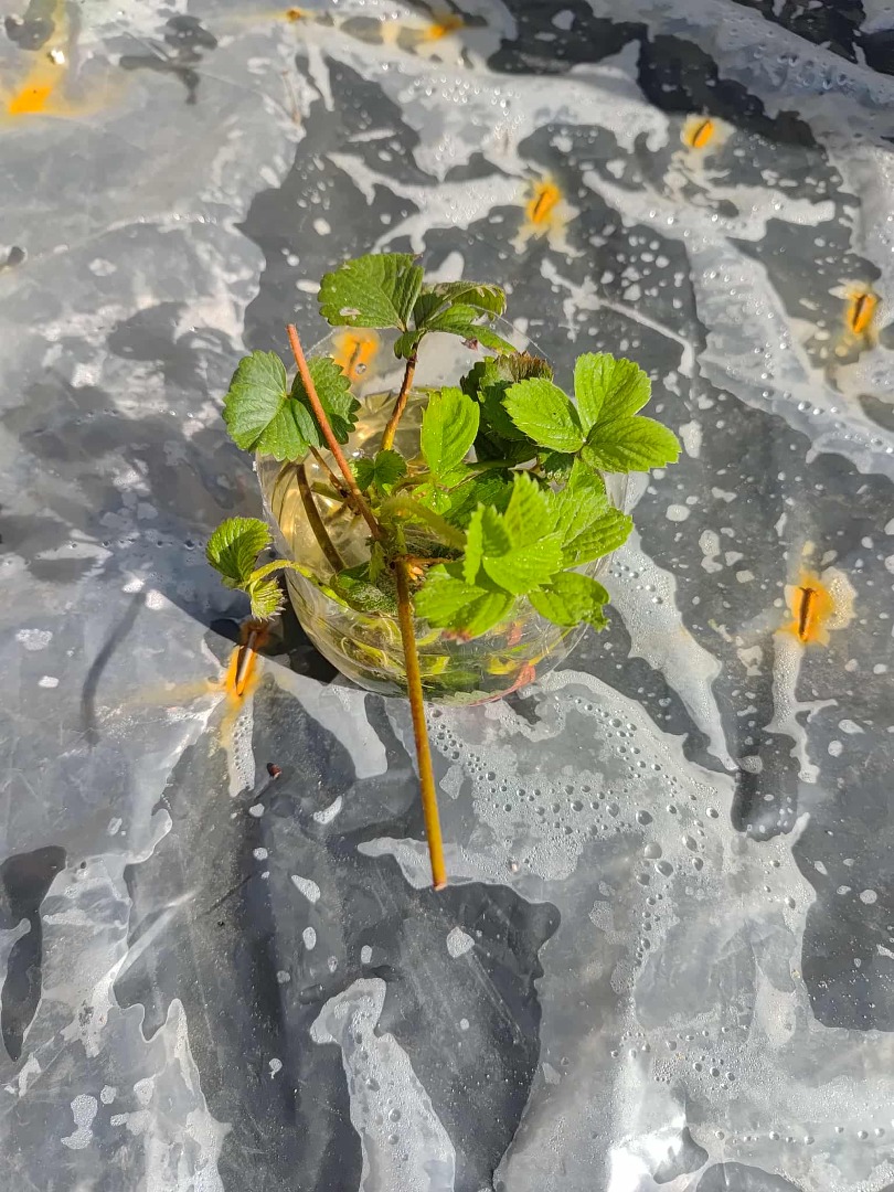 Hello, I have strawberry seedlings for sale