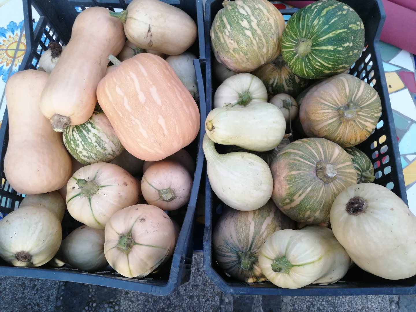 Halloween pumpkins to decorate