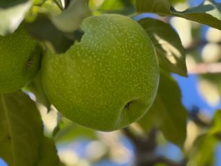 For sale 50-60 tons of Granny Smith apples, class