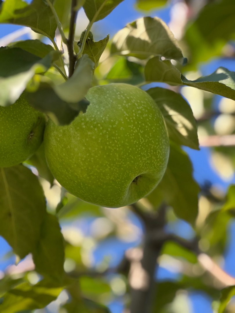 For sale 50-60 tons of Granny Smith apples, class I, caliber 7+