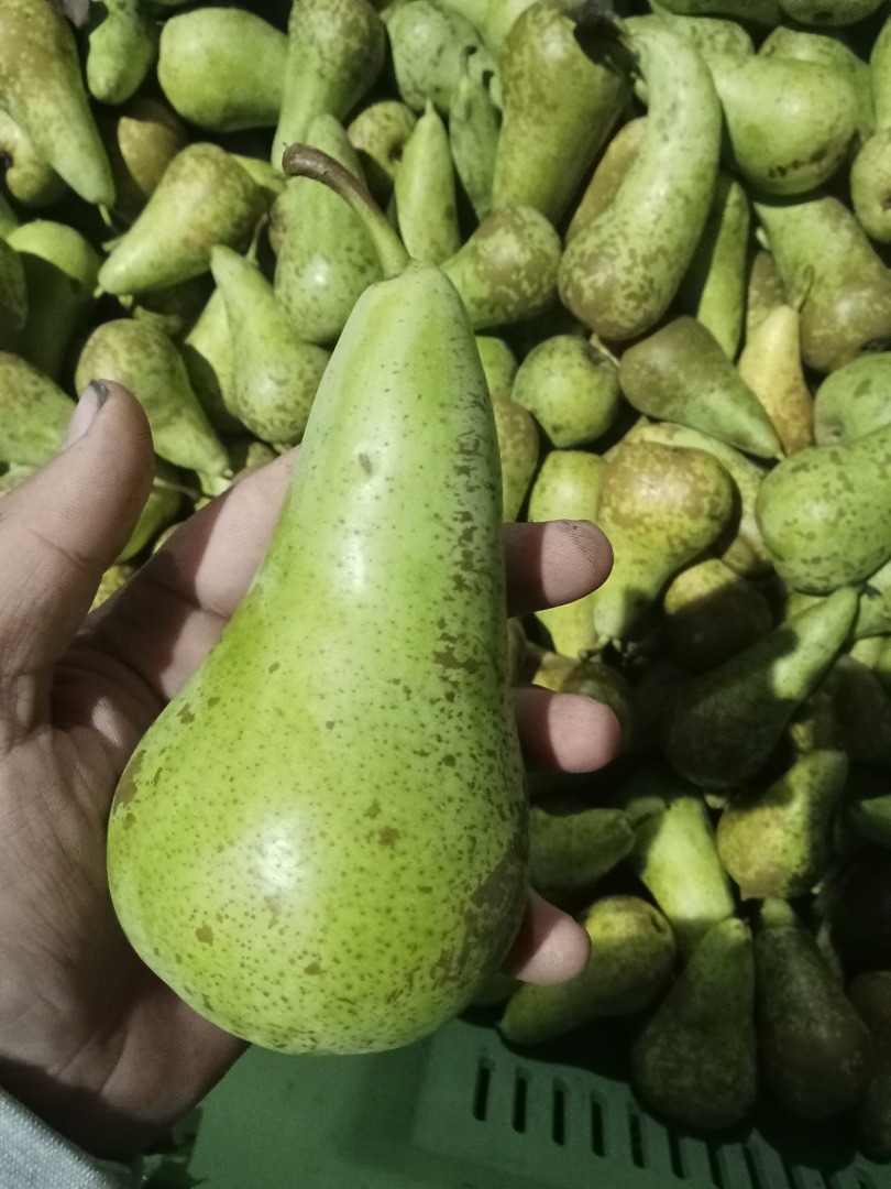 Hello, I'm selling a 55+ or 60+ caliber conference pear