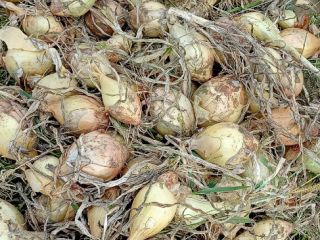 Sweet onions for sale...packed in 10 kg bags. For