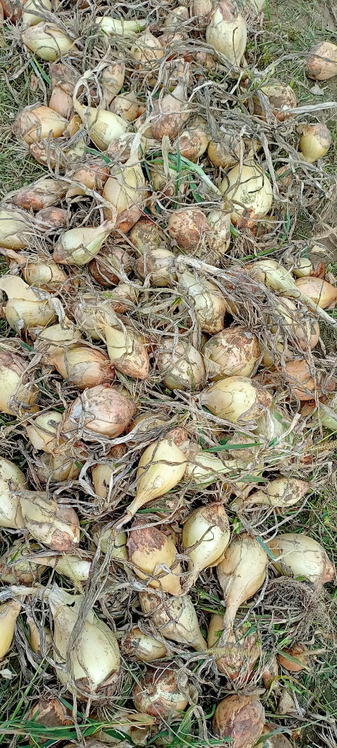 Sweet onions for sale...packed in 10 kg bags
