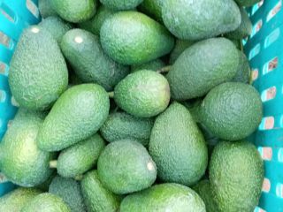 We offer premium Hass avocados from the Kenitra region