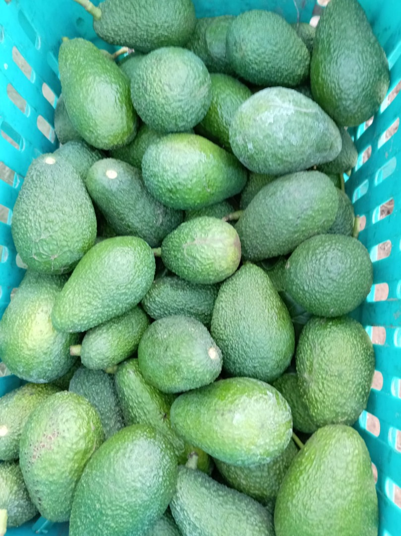 We offer premium Hass avocados from the Kenitra region of Morocco, renowned for its ideal climate that guarantees exceptional flavor, texture, and freshness