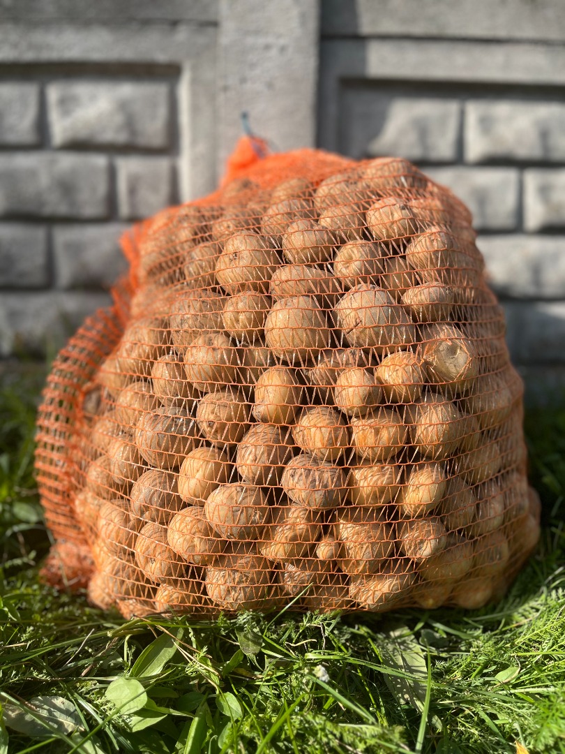 Bryza Potatoes – straight from the farmer! We have fresh, delicious edible potatoes for you: in 15 kg bags – price to be determined in 25 kg bags – price to be