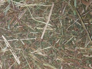 I have 2-3 tons of meadowsweet for sale. It's
