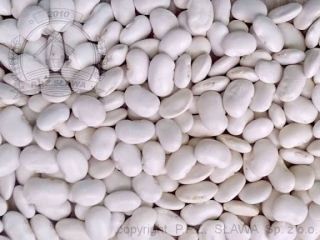I will sell dwarf beans, harvest 2025. Packaging: 10kg,