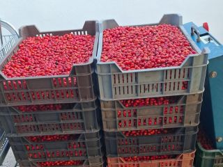 I am selling hand-picked rose hips, available quantity 2