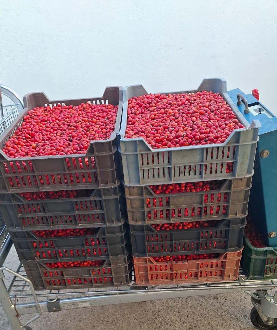 I am selling hand-picked rose hips, available quantity 2 tons, price is negotiable