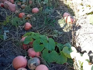 I'm selling pumpkins in large quantities. PLN 0.70 per