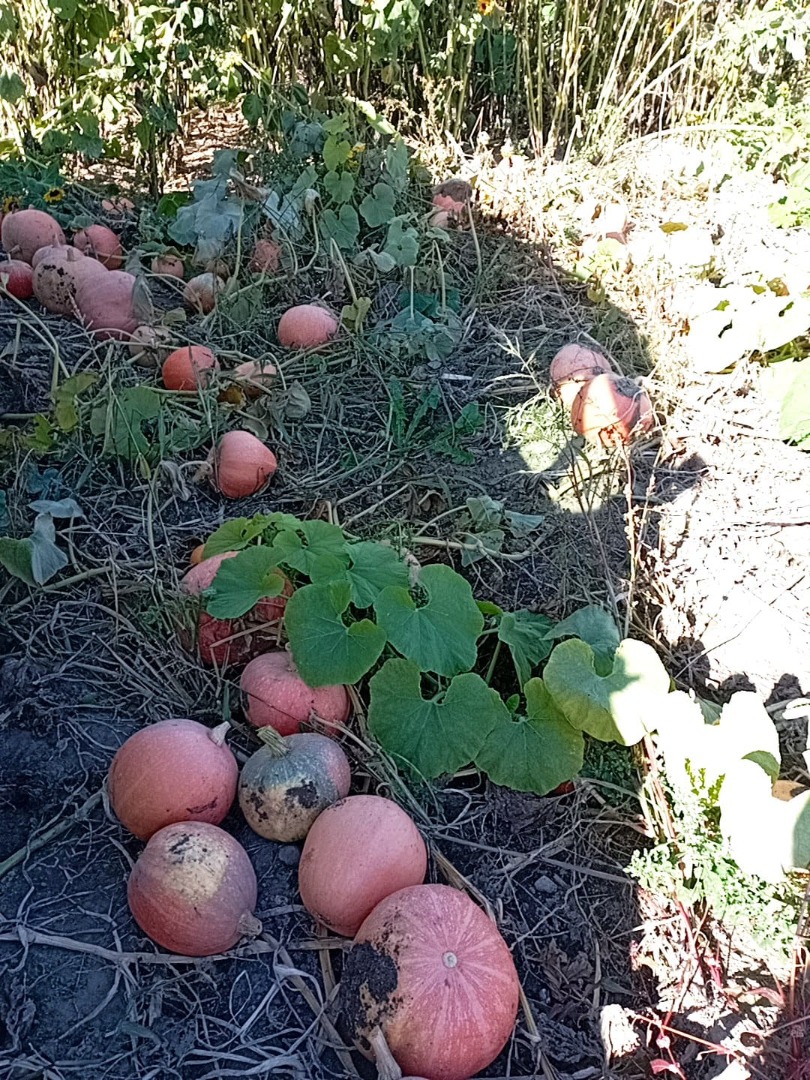I'm selling pumpkins in large quantities