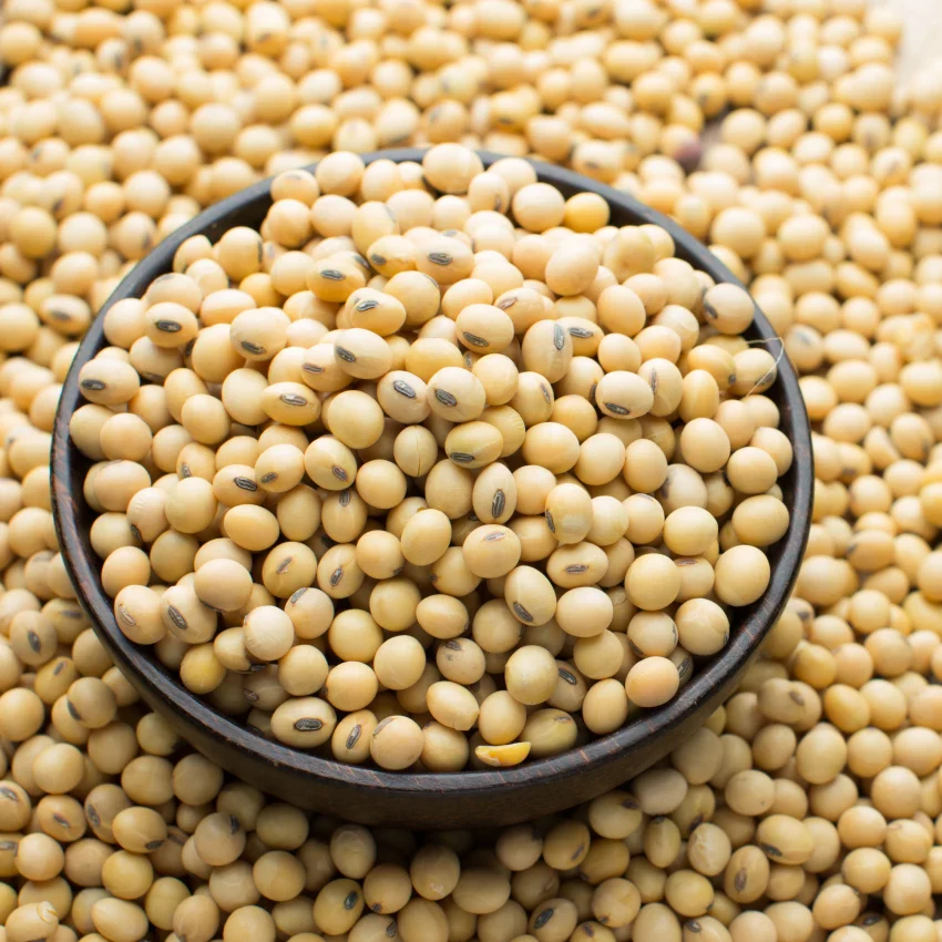 ‎Non-Gmo Soybeans Fit for Human Consumption Purity 98% Dimension Whole Moisture 13,5% Maximum Max Splits 10% Protein 42% and above Color Light to Golden Yellow