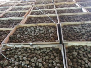I will sell potatoes Vinieta, Bernina Caliber 60+ Packed