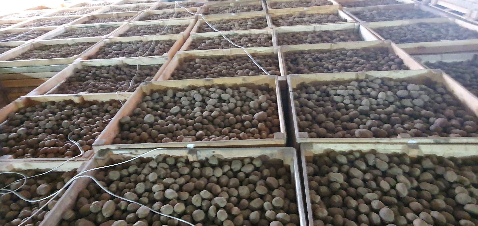 I will sell potatoes Vinieta, Bernina Caliber 60+ Packed in 10 or 15 kg bags