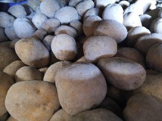 Patata varietà Agata di produzione propria, coltivate nella piana