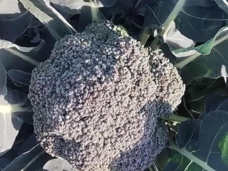 I will sell broccoli florets or whole florets, quantity