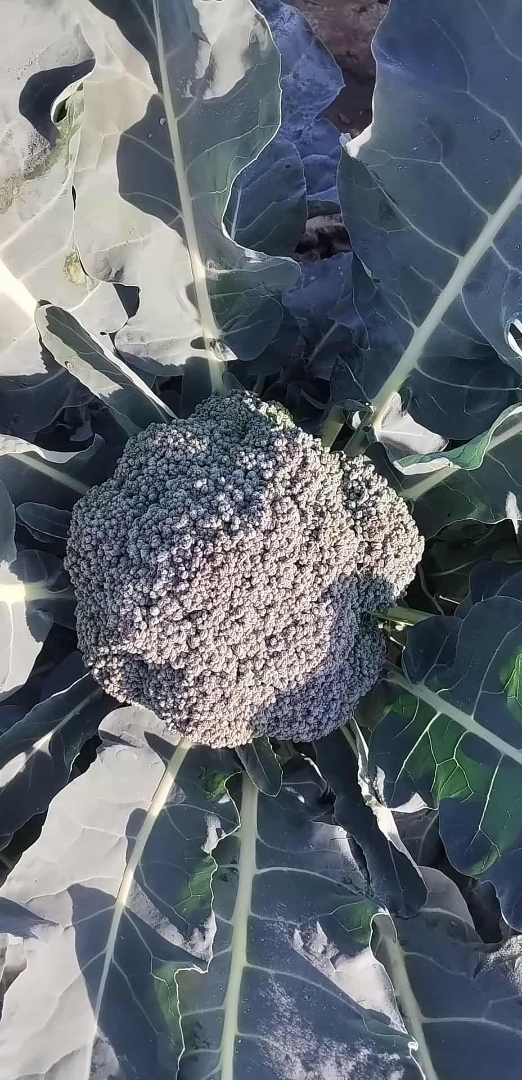 I will sell broccoli florets or whole florets, quantity and price negotiable