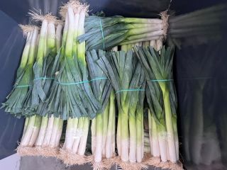 I have leeks for sale, about 500,000 pcs. Krypton