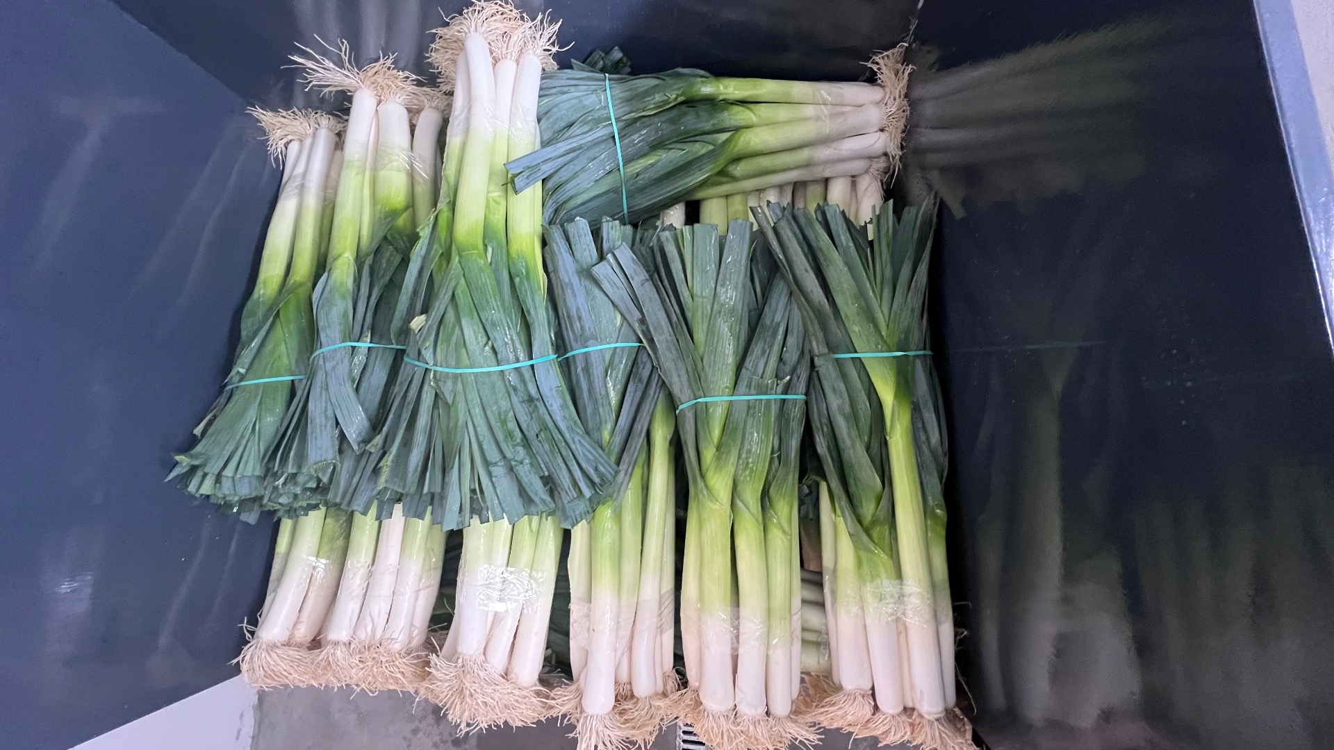 I have leeks for sale, about 500,000 pcs