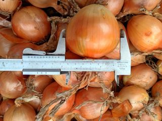I'm selling Sedona onions. Sizes range from 5 to
