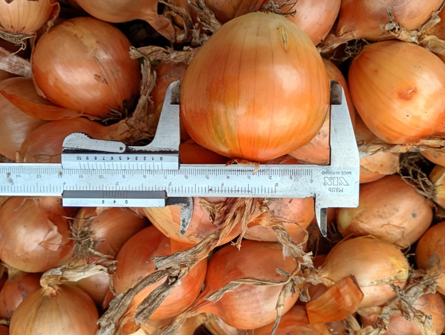 I'm selling Sedona onions