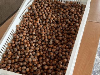 I am selling hazelnuts, Tonda di Gifoni variety (pollinator