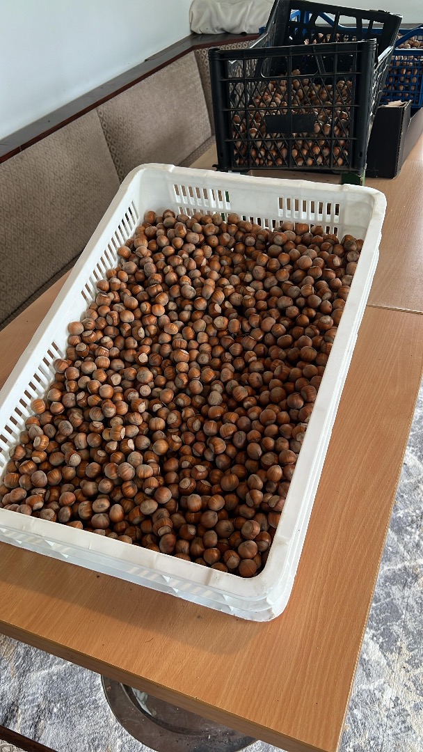 I am selling hazelnuts, Tonda di Gifoni variety (pollinator Tonda Gentile Romana) production 2025