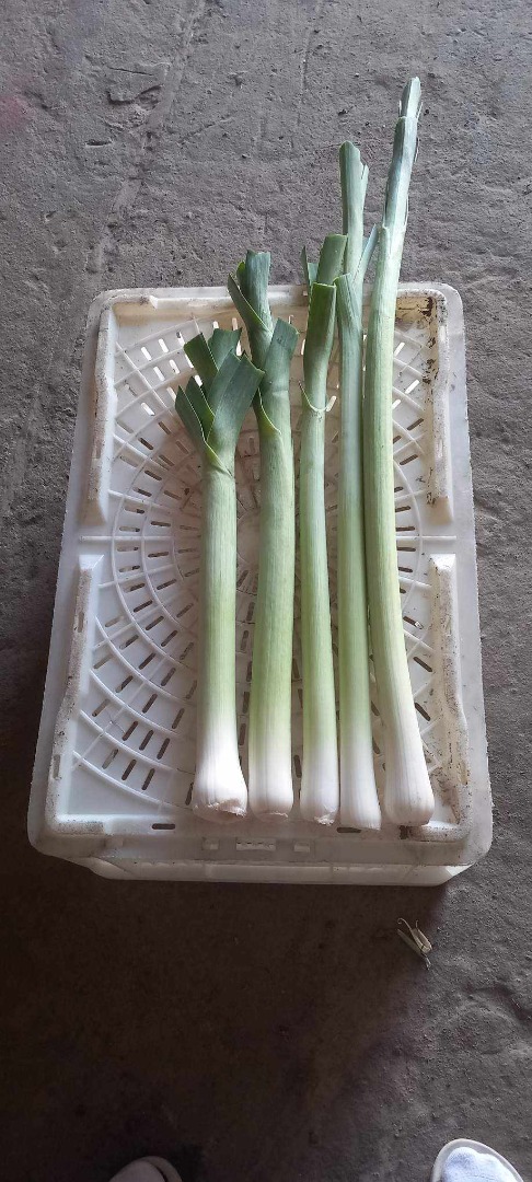 Hello, I am selling a nice long leek, per kg or piece