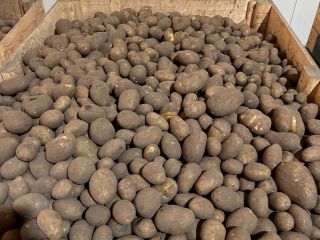 Hello. For sale: Lilly potatoes, caliber 55+, approx. 4