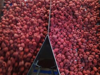 Frozen raspberries 90/10 - 60 tons 80/20 - 20