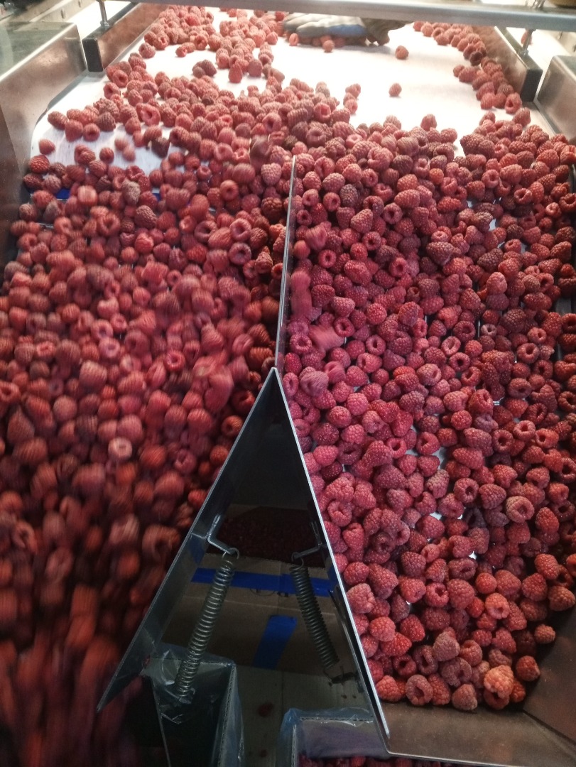 Frozen raspberries 90/10 - 60 tons 80/20 - 20 tons Gris - 40 tons