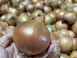I am selling healthy, thick, high-quality onions, in large