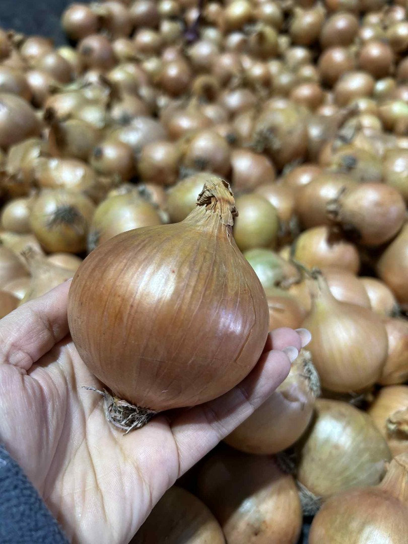I am selling healthy, thick, high-quality onions, in large quantities