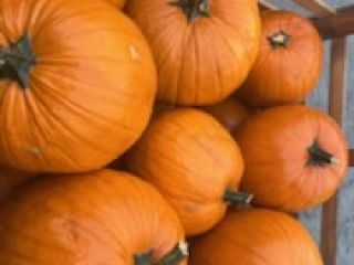 I will sell Halloween pumpkins, caliber 2-5, 5-12, 12+,