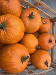I will sell Halloween pumpkins, caliber 2-5, 5-12, 12+, or customized for the client