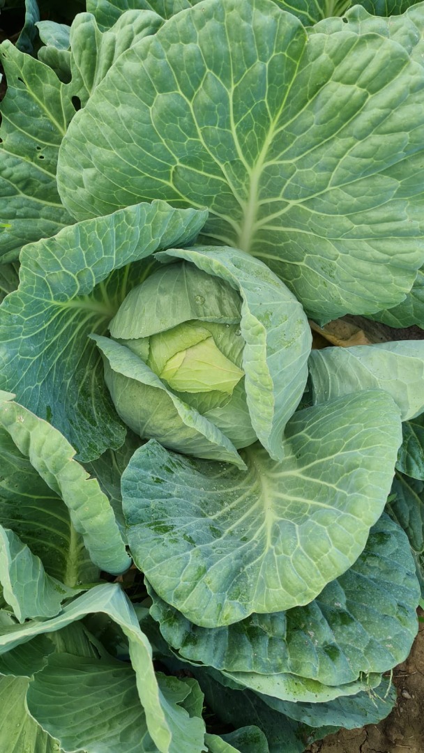 cabbage white