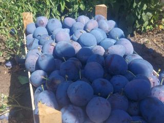 I offer high quality Stanley plums For longer cooperation