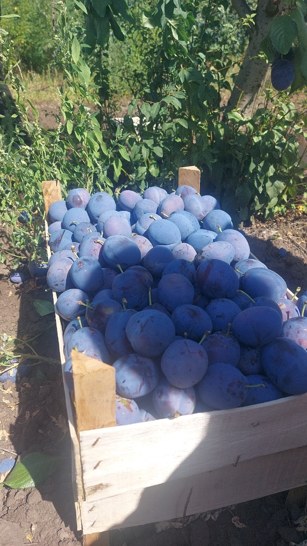 I offer high quality Stanley plums For longer cooperation Details by phone