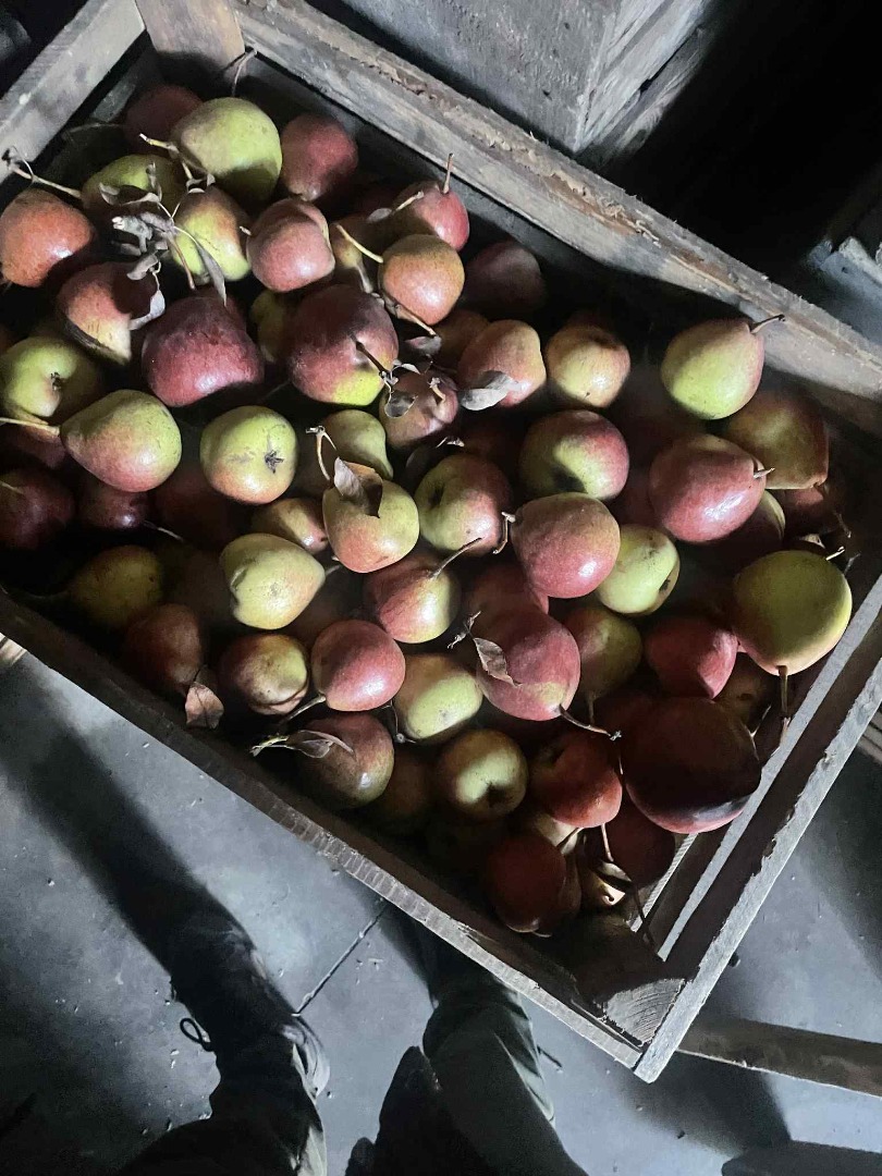 Hello, I am selling a very good quality hard pear