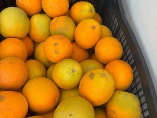 Orange Country of origin Greece Variety Valencia Sweet Available