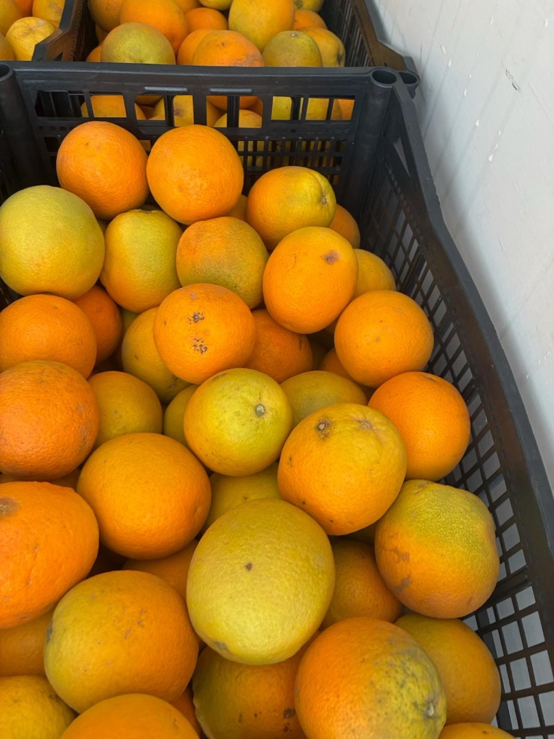 Orange Country of origin Greece Variety Valencia Sweet Available 13 tons Transport throughout Poland
