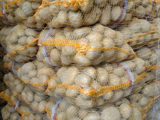 I have 50+ potatoes for sale: Queen Anna, Soraya,