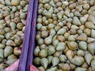 The Ksenia pear is also intact after a light