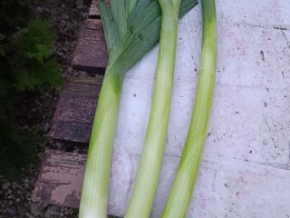I have large quantities of fresh leeks for sale.